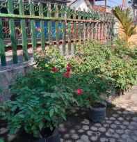 Bibit Bunga Mawar