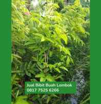 Bibit Buah Lombok