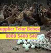 Jual Telur