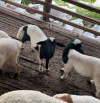 Agen Pengolah Daging