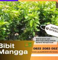 Bibit Mangga