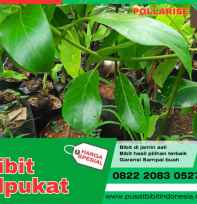 Bibit Alpukat