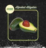 Supplier Alpukat
