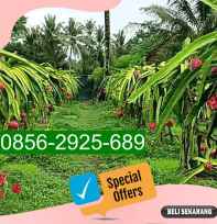 Bibit Buah