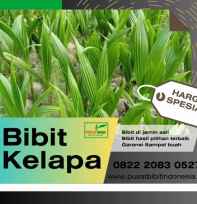 Bibit Kelapa