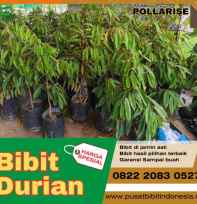 Bibit Durian
