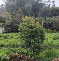 tanah banjaran