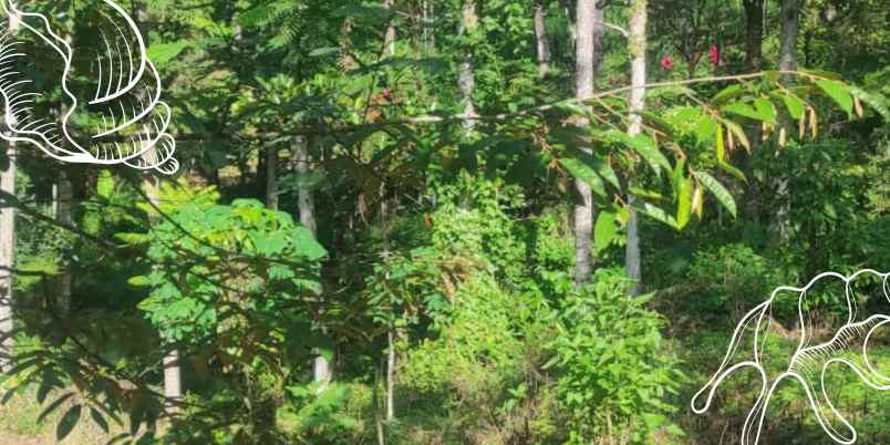 tanah ngantang
