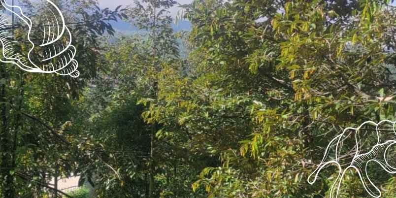 tanah ngantang