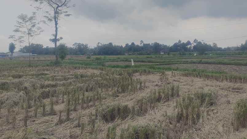 tanah talun