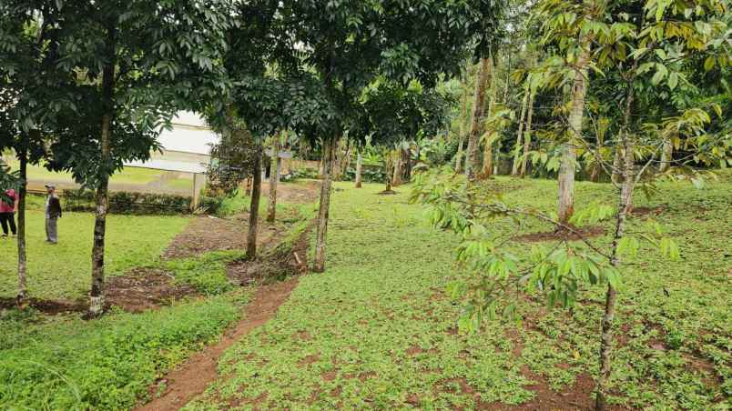 tanah cijeruk