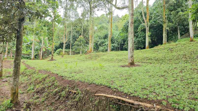 tanah cijeruk