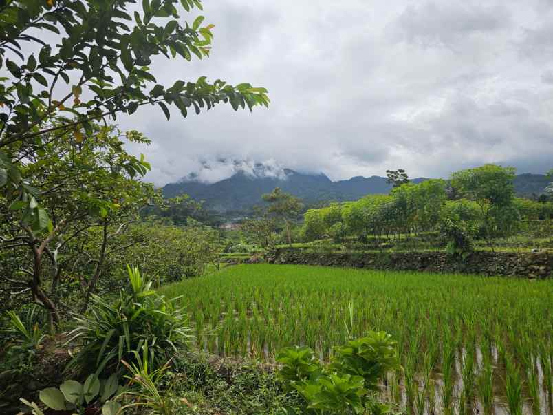 tanah pamijahan