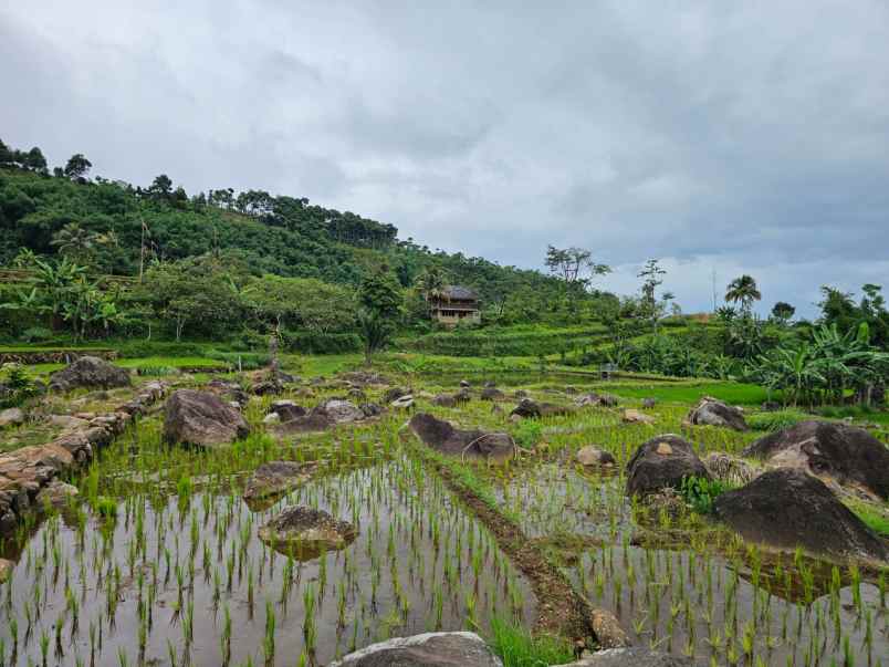 tanah pamijahan