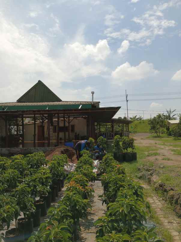 produk lain ngronggot