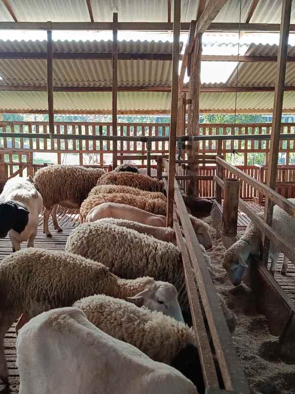 produk lain ngronggot