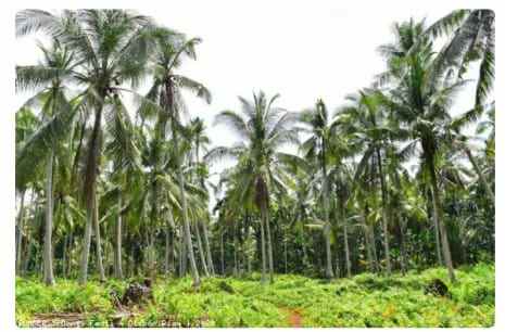 tanah kalianda