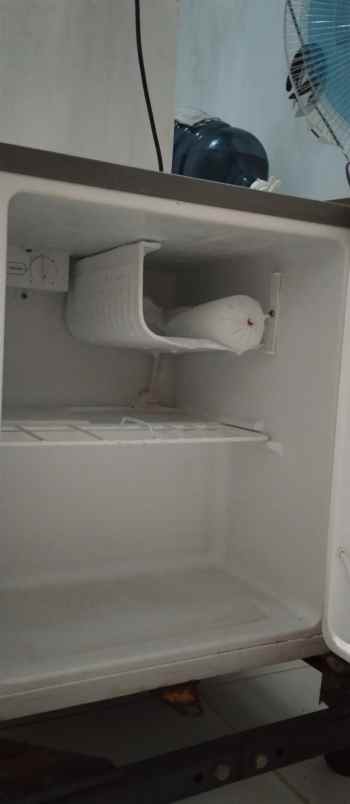 kulkas dan freezer jakarta barat