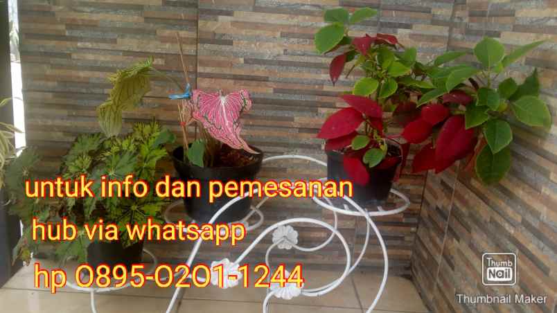 produk dan bisnis duren sawit