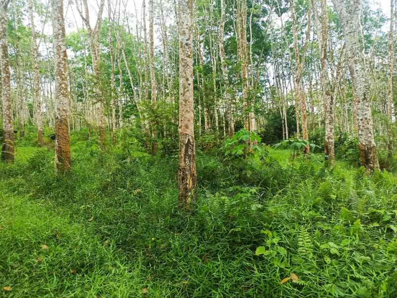 tanah gelumbang