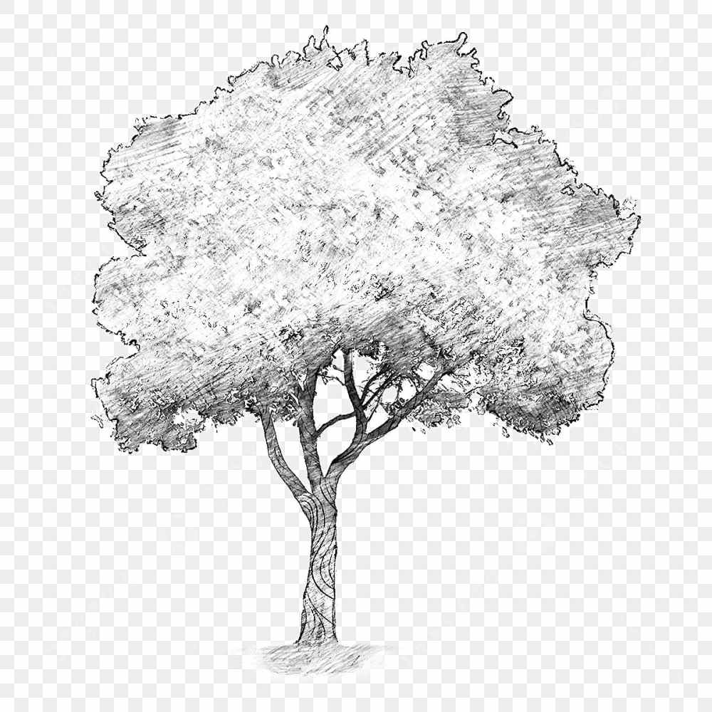 Sketsa Gambar Pohon